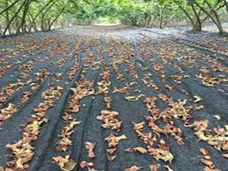 Toptan Tarım Gölgelik File